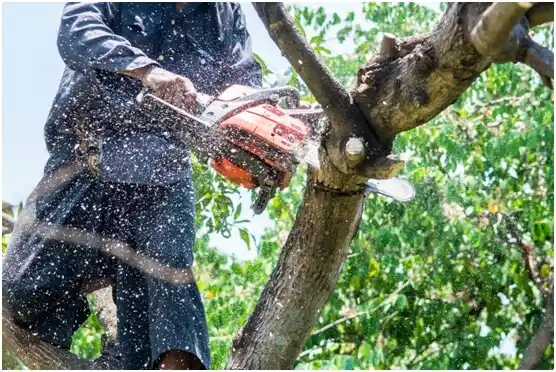 tree services West Bend